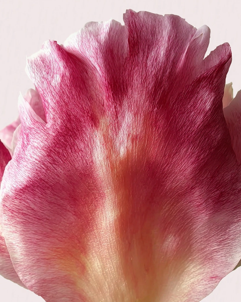 Kit Déodorant stick Rose Pivoine