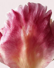 Déodorant stick Rose Pivoine